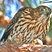 Sharp-shinned Hawk